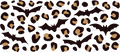 Wild_Bat.png